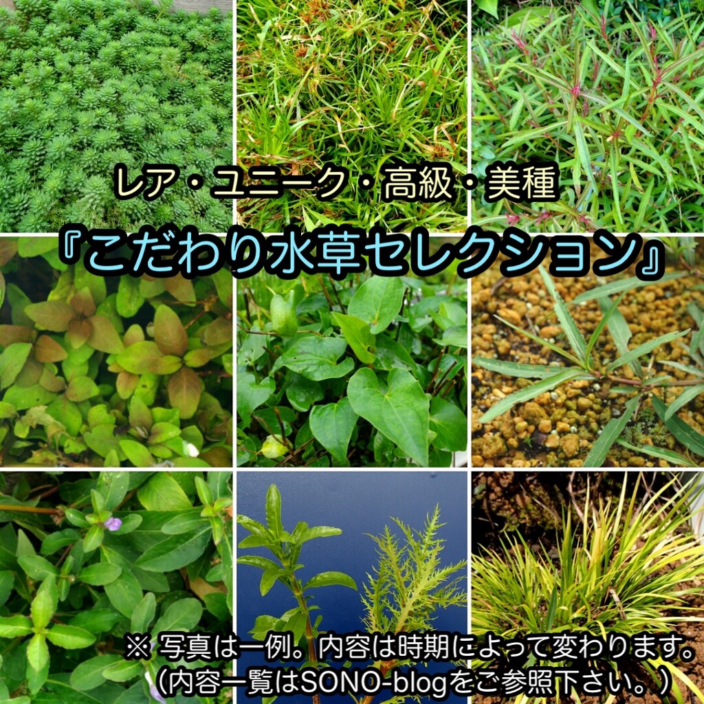 SONO水草パック販売速報(2022.9/16～:メイクマン具志川店) : SONO