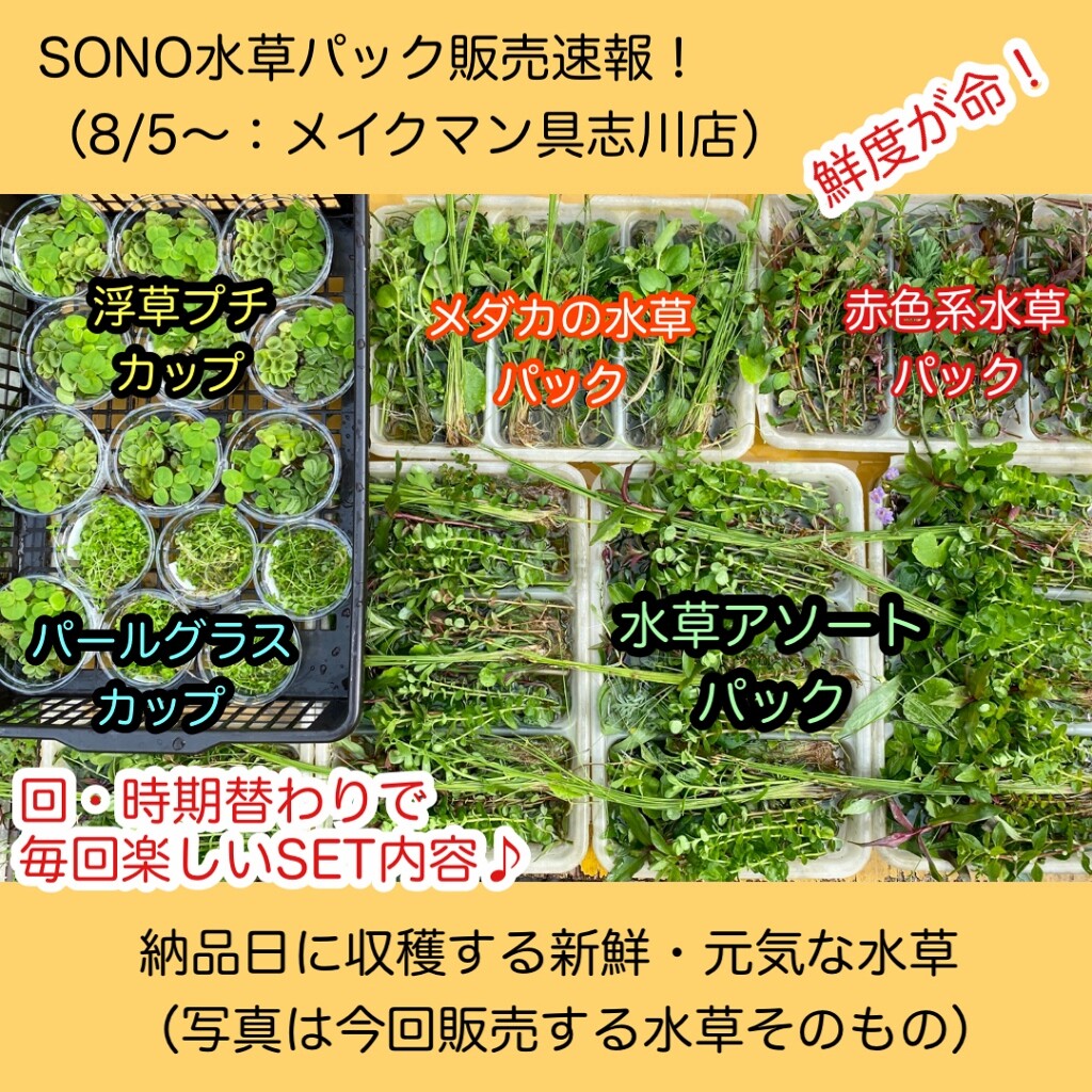 Sono水草パック販売速報 21 8 5 メイクマン具志川店 Sonoアクアプランツファーム水草情報局 Sono水草パック販売速報 21 8 5 メイクマン具志川店 Sonoアクアプランツファーム水草情報局