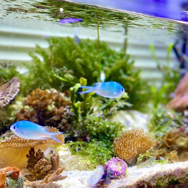 ブルーオーシャンな世界へようこそ 海藻レイアウト水槽 マリンボトルアクアリウム Sonoアクアプランツファーム水草情報局 ブルーオーシャンな世界へようこそ 海藻レイアウト水槽 マリンボトルアクアリウム Sonoアクアプランツファーム水草情報局