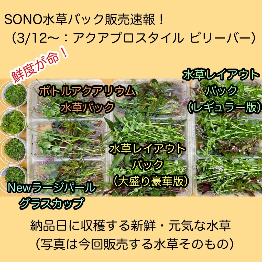 水草パック販売速報 21 3 12 アクアプロスタイル ビリーバー Sonoアクアプランツファーム水草情報局 水草パック販売速報 21 3 12 アクアプロスタイル ビリーバー Sonoアクアプランツファーム水草情報局