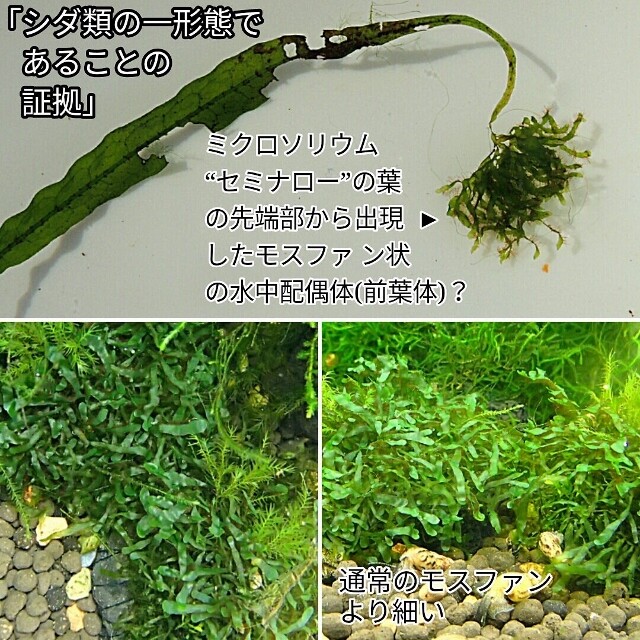 モスファン 最安値に挑戦
