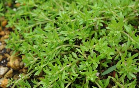 水草図鑑 『ベトナムゴマノハグサ Scrophulariaceae sp. 』 : SONO