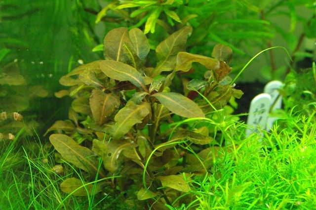 ハイグロフィラ Sp ダークブラウン Hygrophila Sp Sonoアクアプランツファーム水草情報局