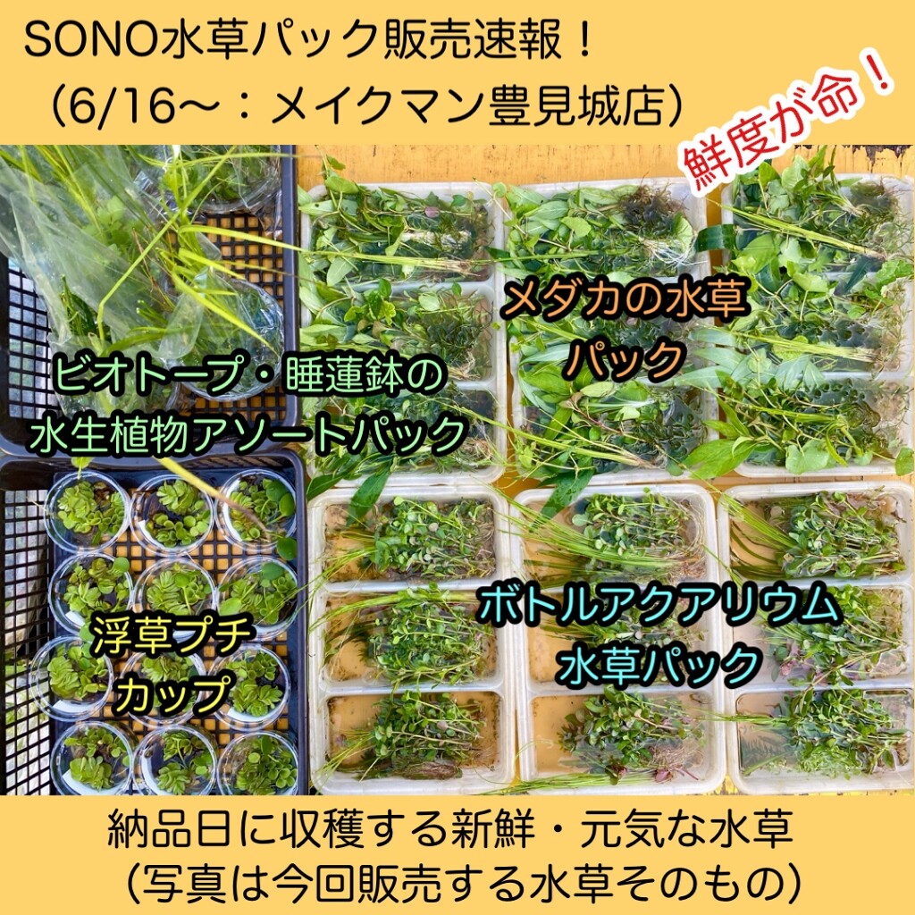Sono水草パック販売速報 21 6 16 メイクマン豊見城店 Sonoアクアプランツファーム水草情報局