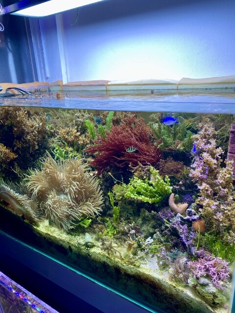 2年2カ月経過したInreef Tankとマングローブ樹の生長 : SONOアクア