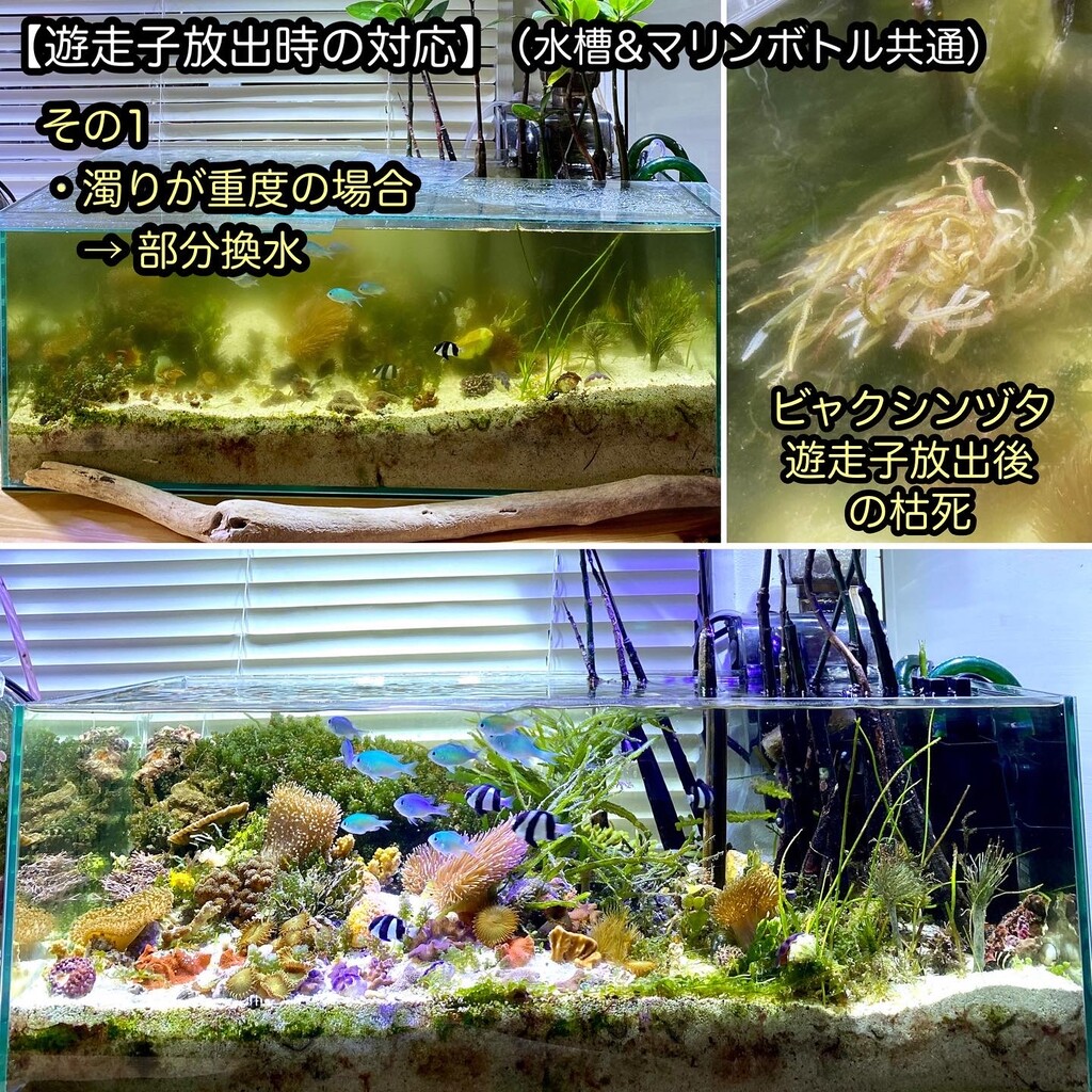 イワヅタ類の遊走子放出 枯死と濁りについて Sonoアクアプランツファーム水草情報局 イワヅタ類の遊走子放出 枯死と濁りについて Sonoアクアプランツファーム水草情報局