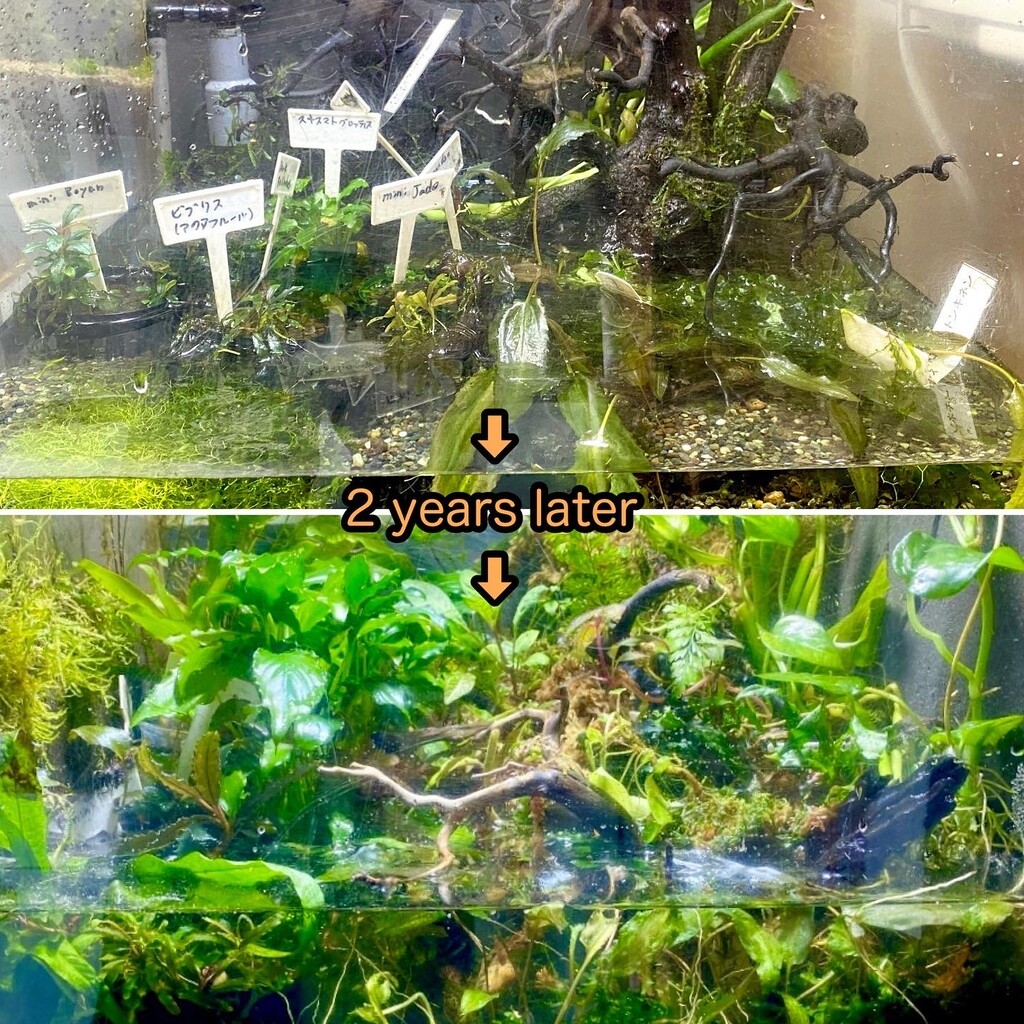 ジャングル温室作りが楽しい Sonoアクアプランツファーム水草情報局 ジャングル温室作りが楽しい Sonoアクアプランツファーム水草情報局