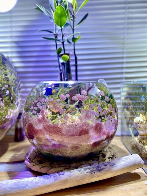 なぜマリンボトルにはパープル（石灰藻／サンゴモ）が繁茂するのか