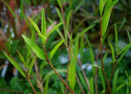 おすすめの水草top5 とにかく丈夫で初心者にも育てやすい水草 編 Sonoアクアプランツファーム水草情報局