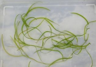 ボトルアクアリウム水草図鑑 おススメ 前景草 Sonoアクアプランツファーム水草情報局