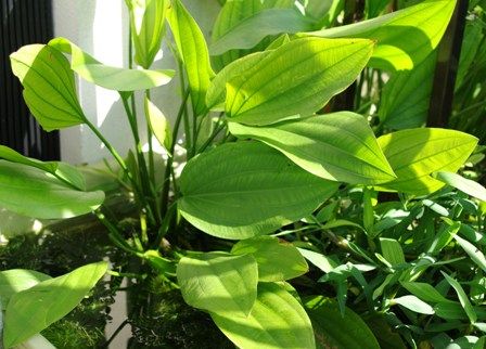 エキノドルスspサターン　アルゼンチン産　子株・二株セット　水中葉 エキノドルスspサターン アルゼンチン産 子株・二株セット 水中葉