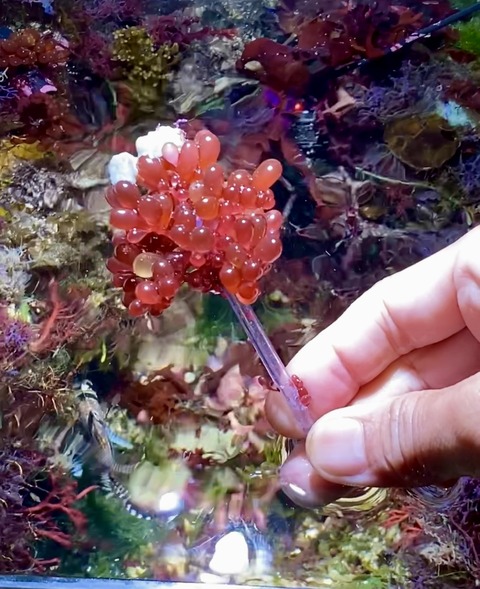 匿名・宅急便】 12/14まで 赤色海藻 セット 紅藻 +褐藻+緑藻 海藻 匿名