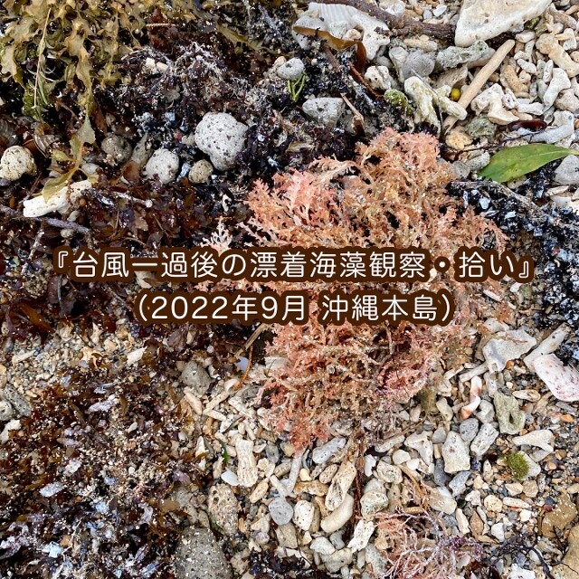 台風の置き土産 台風明けの漂着海藻拾い Sonoアクアプランツファーム水草情報局