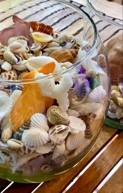 受付中・ 海 波 エアープランツ リメ缶 貝殻 貝 シェル 多肉 フル