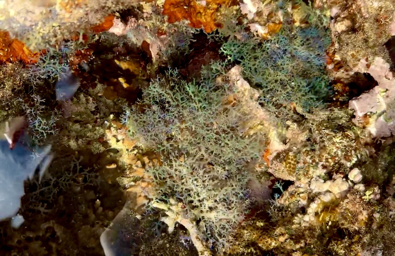 サンゴ礁海域の海藻 : SONOアクアプランツファーム水草・海藻情報局