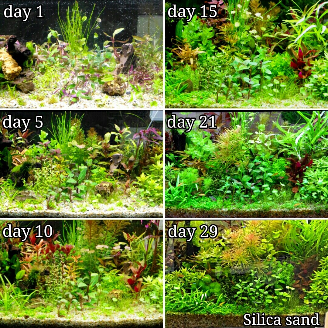 Q どの程度の間隔 密度 で水草を植えれば良いのでしょうか Sonoアクアプランツファーム水草情報局
