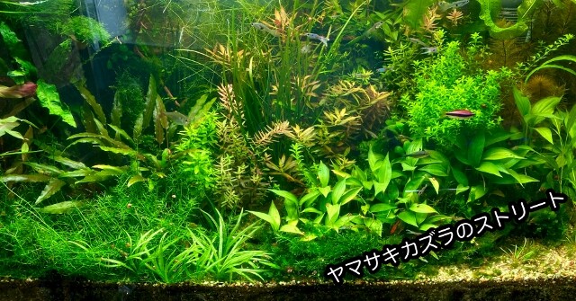 ヤマサキカズラ 水上葉a.b.d.e.f.g maxresdefault.jpg