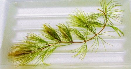 水草図鑑 マツモ Sonoアクアプランツファーム水草情報局 水草図鑑 マツモ Sonoアクアプランツファーム水草情報局