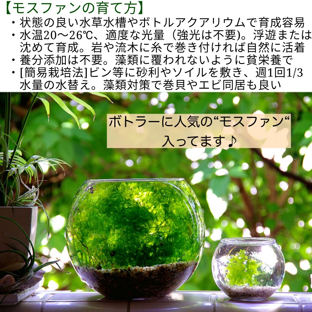 Sono水草パック販売速報 9 3頃 園芸店 Plain 様 Sonoアクアプランツファーム水草情報局