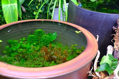 睡蓮鉢や水鉢で水中葉水草を楽しむ方法 Sonoアクアプランツファーム水草情報局