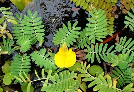 今日の水草ファーム 13年9月29日 Sonoアクアプランツファーム水草情報局