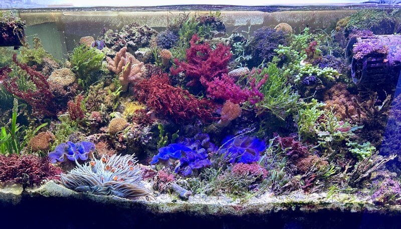 苦労が詰まった紅藻 : SONOアクアプランツファーム水草・海藻情報局