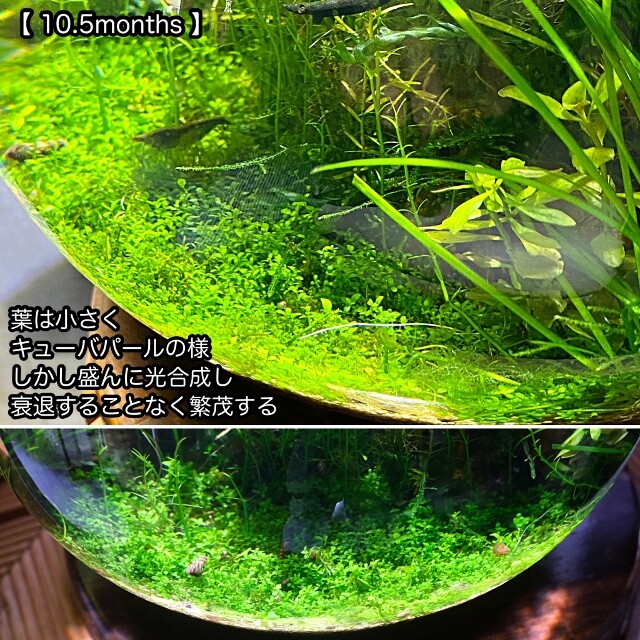 珪砂ボトルでnewラージパールグラスの絨毯 熟成珪砂とは Sonoアクアプランツファーム水草情報局