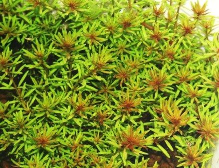 ◎玉　ロタラメキシカーナ・プレミアムレッド　2本 水草紹介ロタラ　メキシカーナ　プレミアムレッド