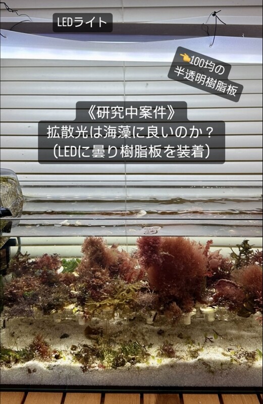 中間報告〜海藻育成 拡散光（擦りガラス）実験〜 : SONOアクアプランツ 