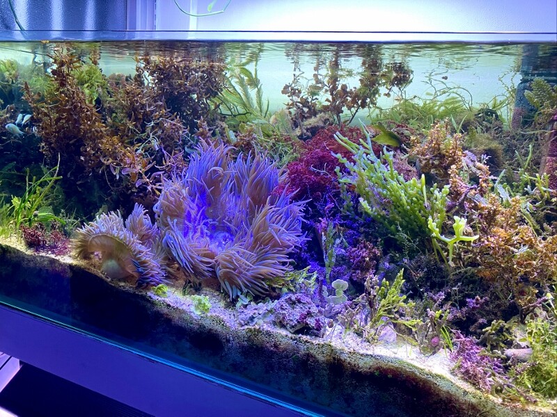 水草  海藻  サンゴ チャーム（ペット） （海水魚）海藻 コサボテングサ（1株