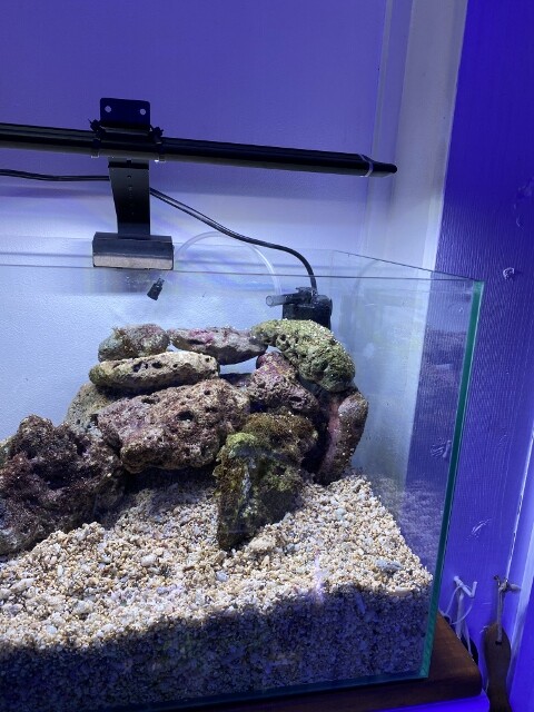 海藻レイアウト水槽 Q A Sonoアクアプランツファーム水草情報局