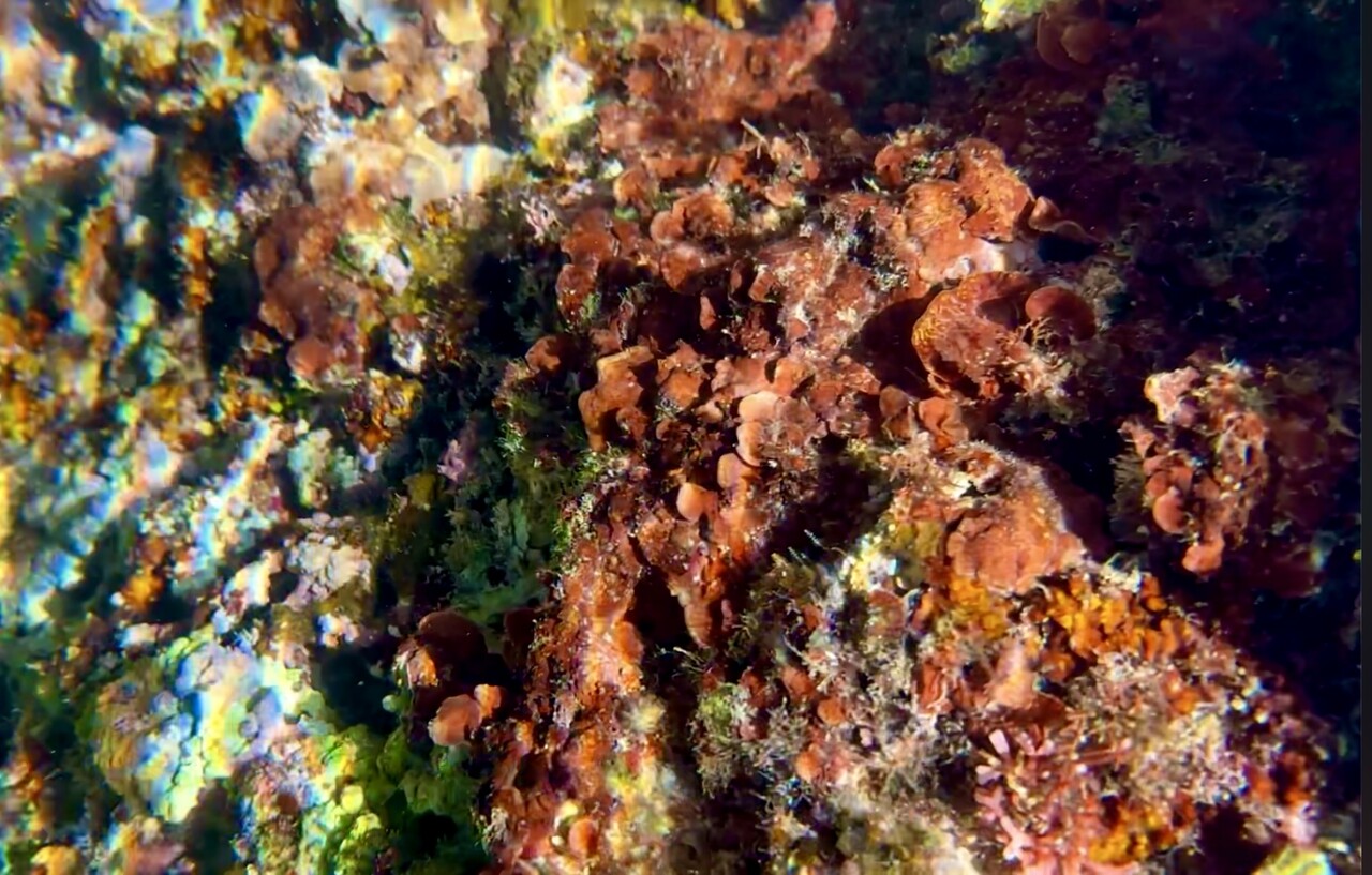水草 海藻 サンゴ 【公式通販】