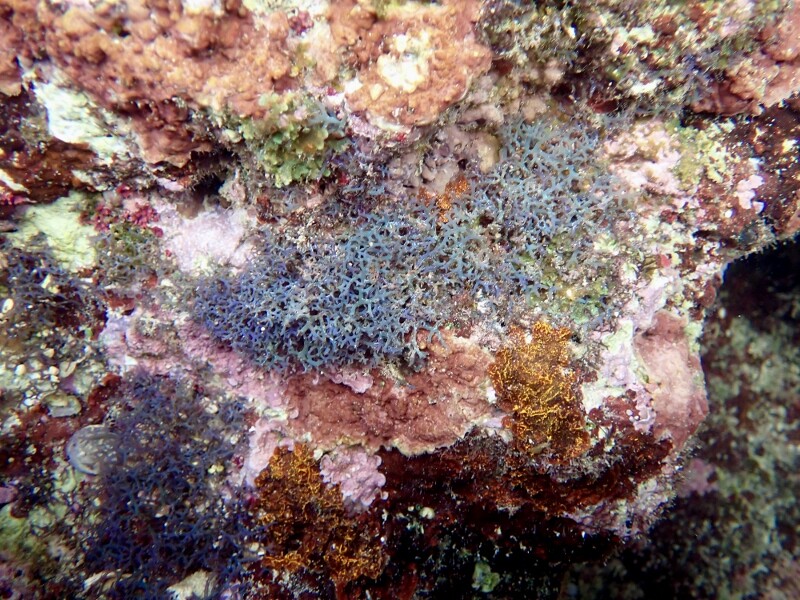 サンゴ礁海域の海藻 : SONOアクアプランツファーム水草・海藻情報局