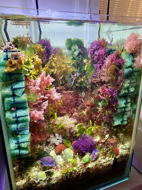 ☆】海藻等色々ついたライブロックと海藻セット カラフル : SONOアクア