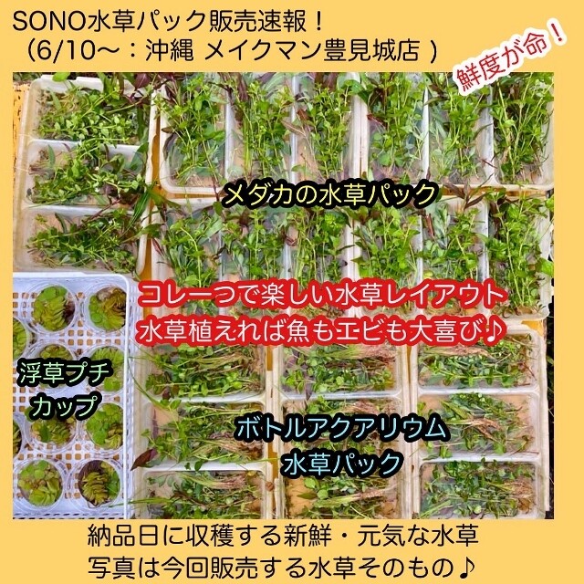 Sono水草パック販売速報 22 6 10 メイクマン豊見城店 Sonoアクアプランツファーム水草情報局 Sono水草パック販売速報 22 6 10 メイクマン豊見城店 Sonoアクアプランツファーム水草情報局