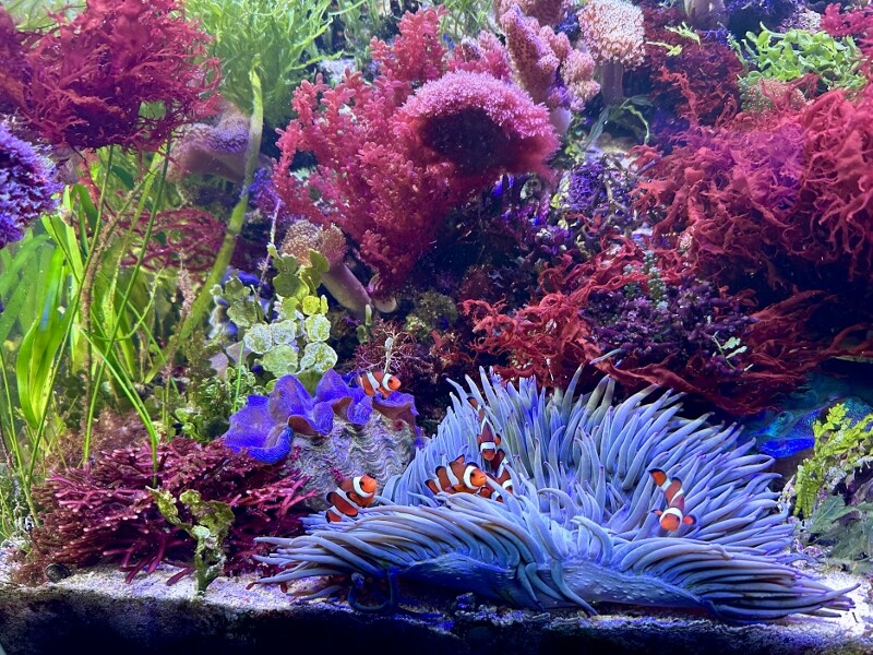 三度目のハナノエダ ～紅藻の育て方～ : SONOアクアプランツファーム