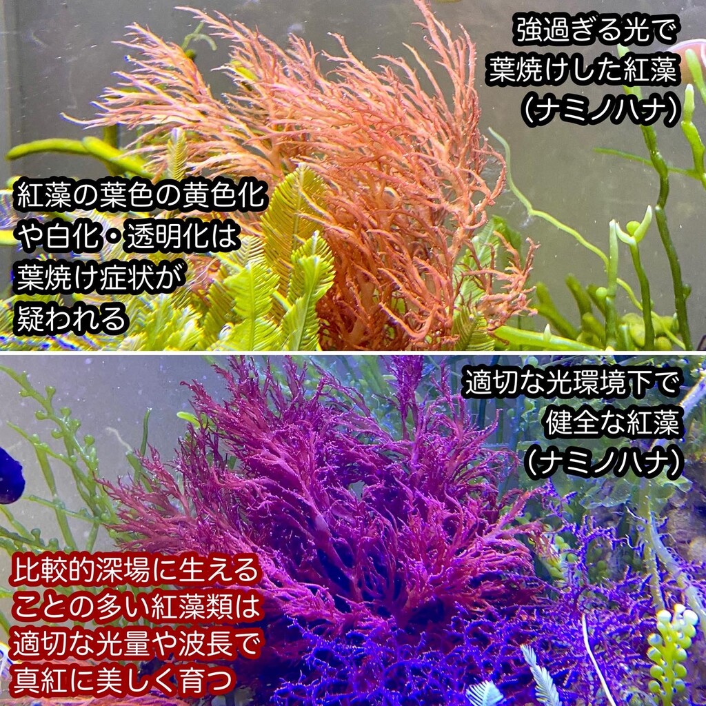 現品 リアルな照明海藻シリコーン鮮やかな 水族館の水中魚の水槽の庭のための人工珊瑚植物の装飾常夜灯の風景の装飾 青 オレンジ Rachelbaptista Com Br