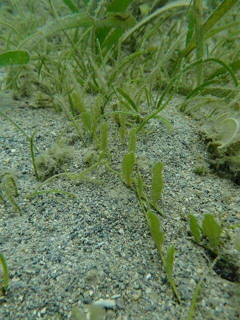 海中海藻探訪 in Okinawa Japan : SONOアクアプランツファーム水草情報局