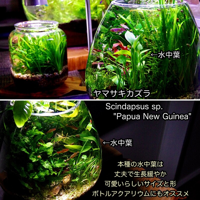 Sonoアクアプランツファーム オススメの水草set 一番人気 Sonoアクアプランツファーム水草情報局 Sonoアクアプランツファーム オススメの水草set 一番人気 Sonoアクアプランツファーム水草情報局