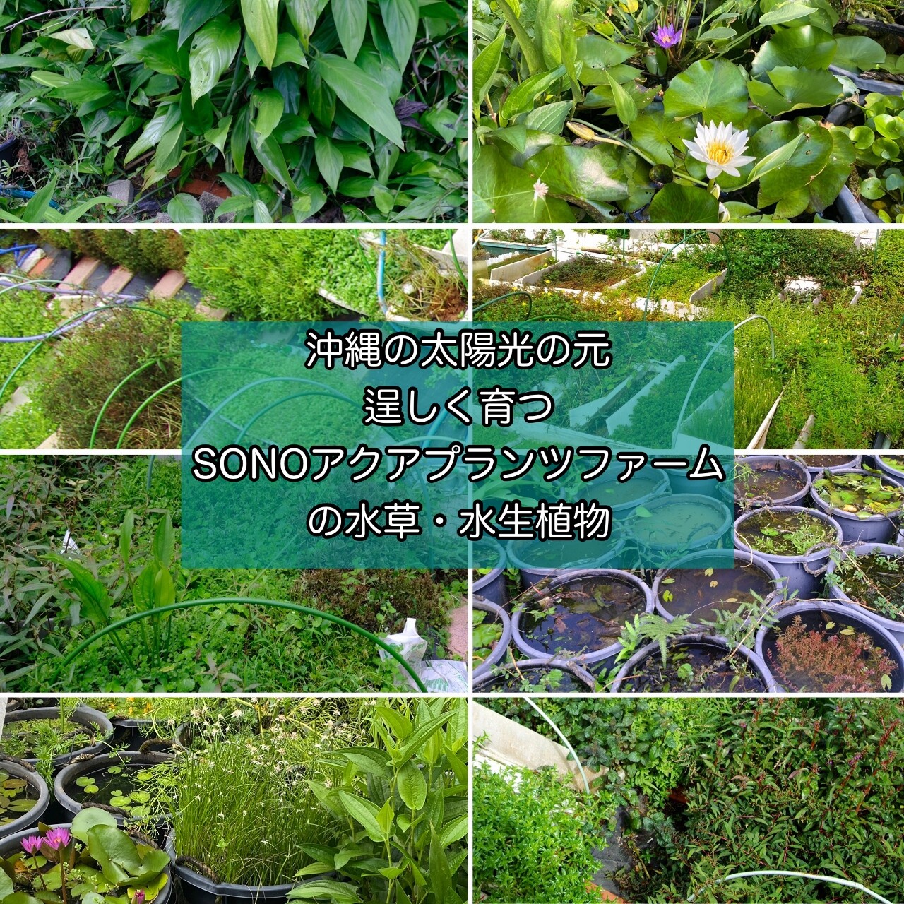 水草パック販売速報 Aqua Revelation J B 様 Sonoアクアプランツファーム水草情報局