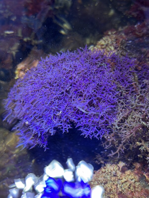 水草  海藻  サンゴ 海藻育成の登竜門“コケイバラ” : SONOアクアプランツファーム水草