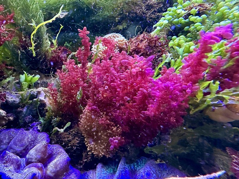 三度目のハナノエダ ～紅藻の育て方～ : SONOアクアプランツファーム