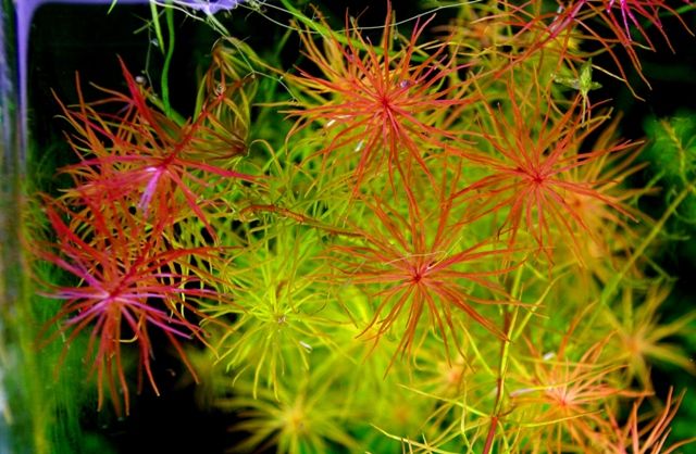 ◎玉　ロタラメキシカーナ・プレミアムレッド　2本 水草紹介ロタラ　メキシカーナ　プレミアムレッド