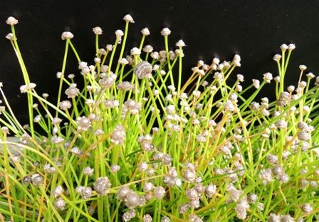 水草図鑑 『ホシクサ属の仲間 Eriocaulon sp．』 : SONOアクア