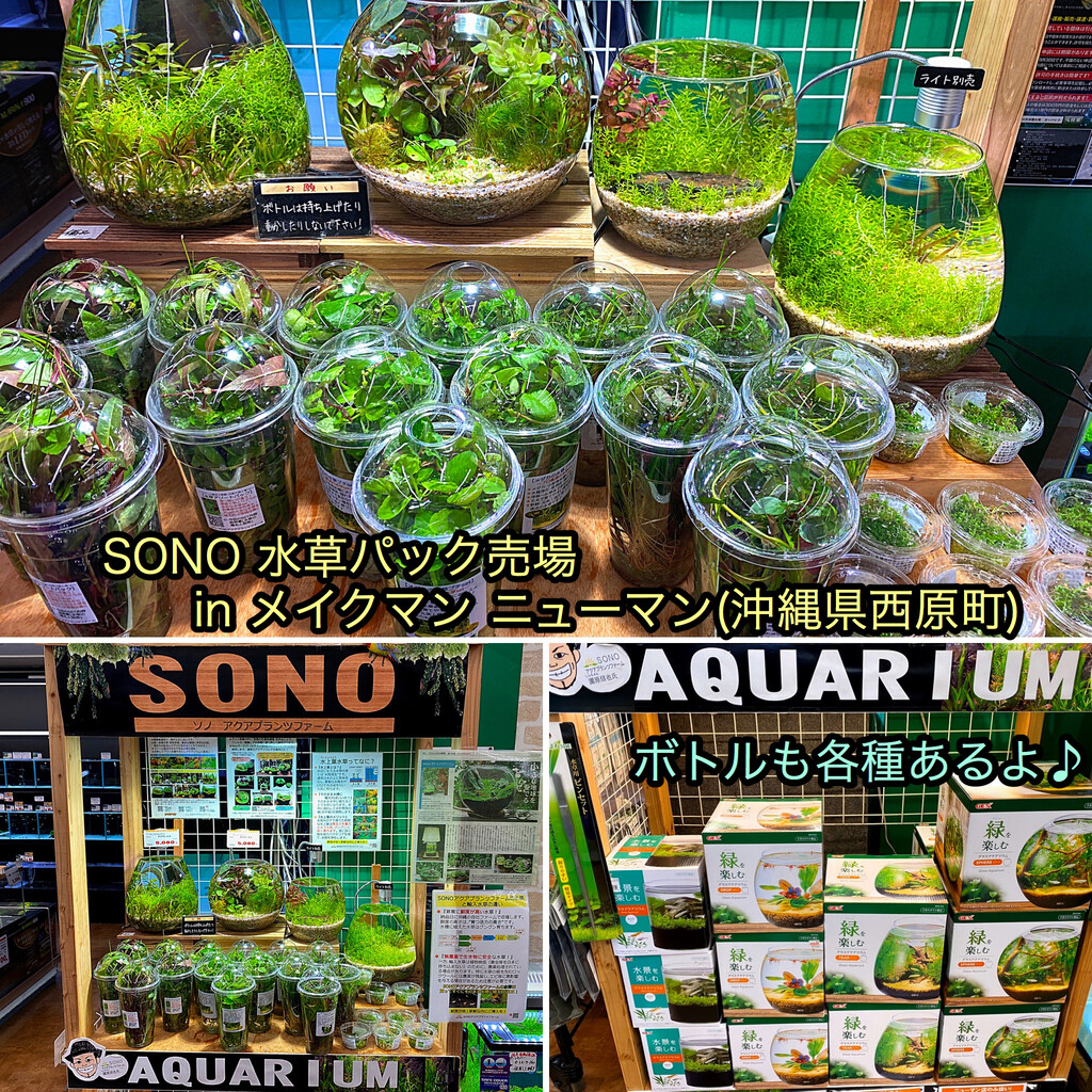 水草パック販売速報 4 21 メイクマン ニューマン店 Sonoアクアプランツファーム水草情報局