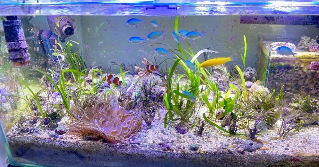 自作大型水中フィルターに想う 海草水槽 Sonoアクアプランツファーム水草情報局 自作大型水中フィルターに想う 海草水槽 Sonoアクアプランツファーム水草情報局