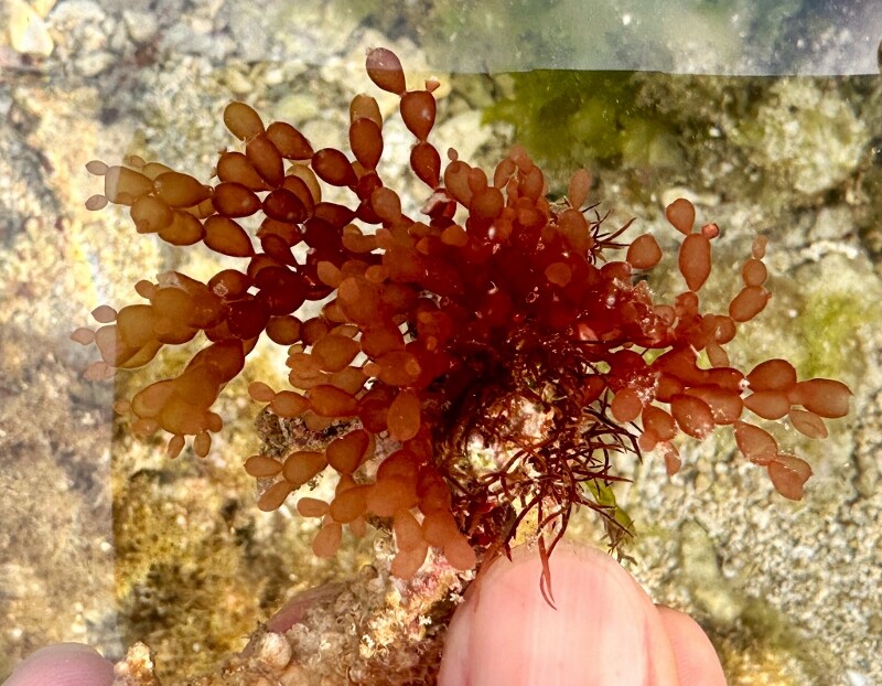 海藻セットとジュズフサノリ（小） 海藻セットとジュズフサノリ（小） 国産海藻サラダ 乾燥50g