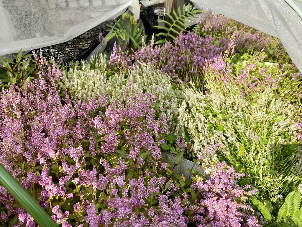 Q 花が咲いた水草はそのまま植えても良いのでしょうか Sonoアクアプランツファーム水草情報局 Q 花が咲いた水草はそのまま植えても良いのでしょうか Sonoアクアプランツファーム水草情報局