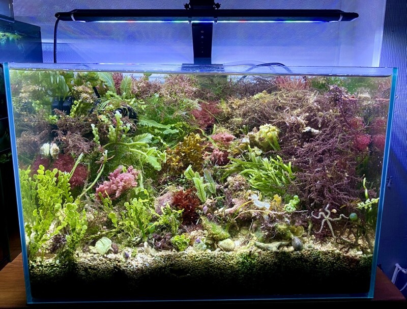 fluval SEA NANO 海堂河童 アクアリウムその他 45cm海藻水槽 fluval SEA NANO 海堂河童 アクアリウムその他 45cm海藻水槽