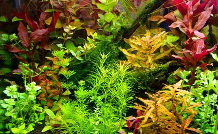 カラフルな水草達 赤色系 水草の紹介part1 Sonoアクアプランツファーム水草情報局 カラフルな水草達 赤色系 水草の紹介part1 Sonoアクアプランツファーム水草情報局